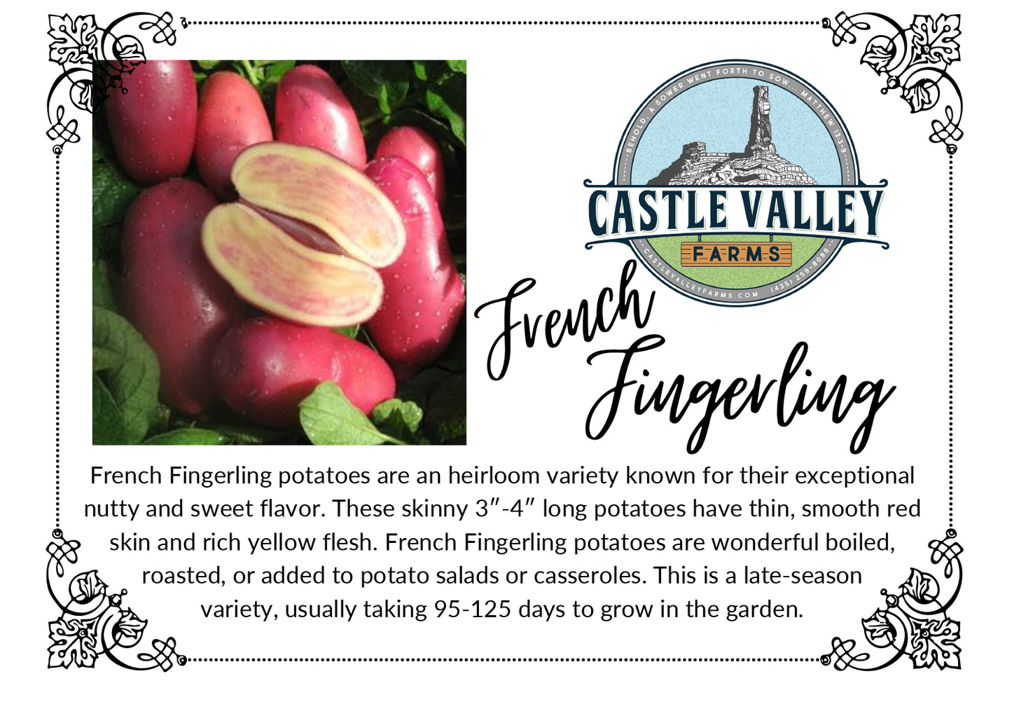 French Fingerling Seed Potatoes - Naturally grown, Generation 3