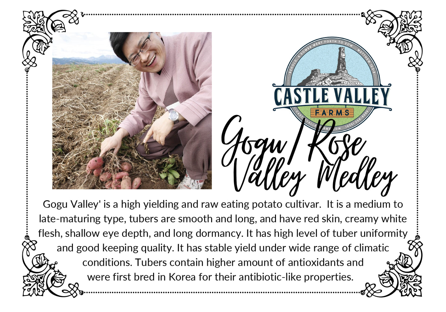 Gogu/Rose Valley Medley Seed Potatoes - Naturally Grown, Generation 3