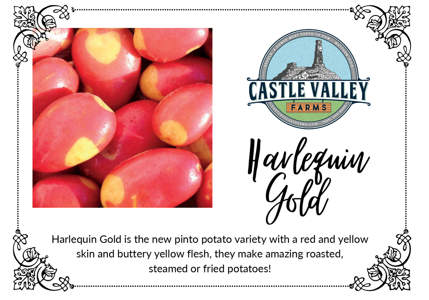 Harlequin Gold Seed Potatoes - Naturally grown, Generation 3