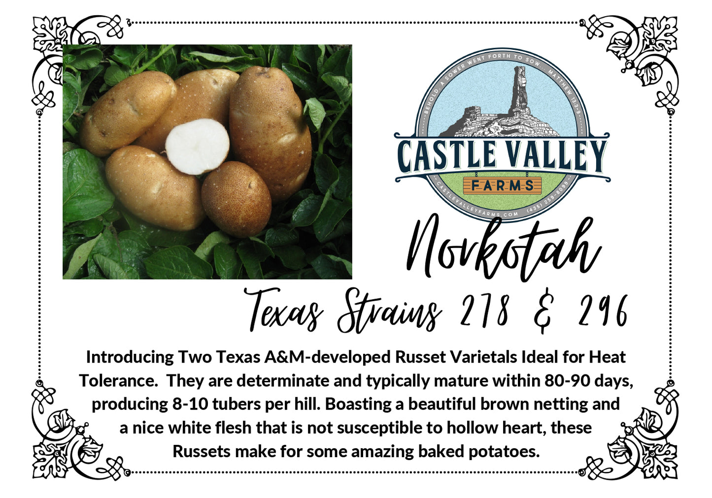 Norkotah Russet Seed Potatoes - Naturally grown, Generation 3