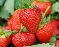 Strawberries