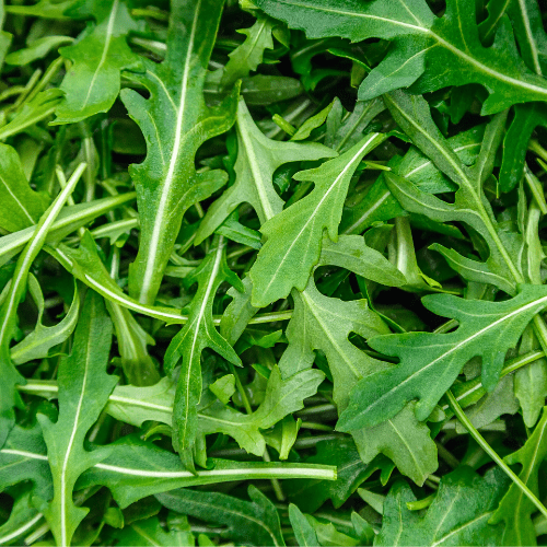 Arugula - Castle Valley Farms