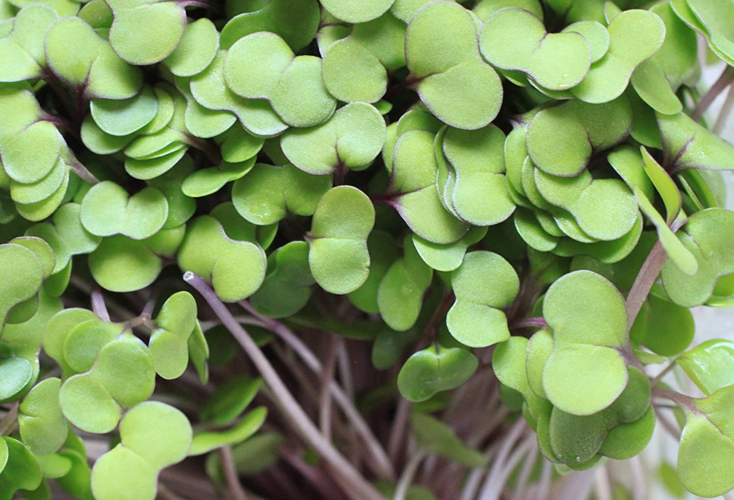 Microgreens Kale - Castle Valley Farms