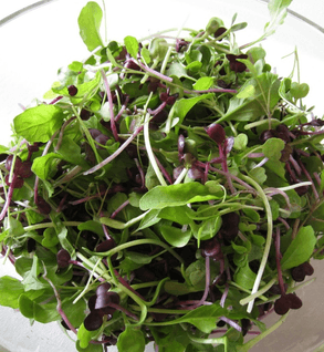 Microgreens Mix - Castle Valley Farms