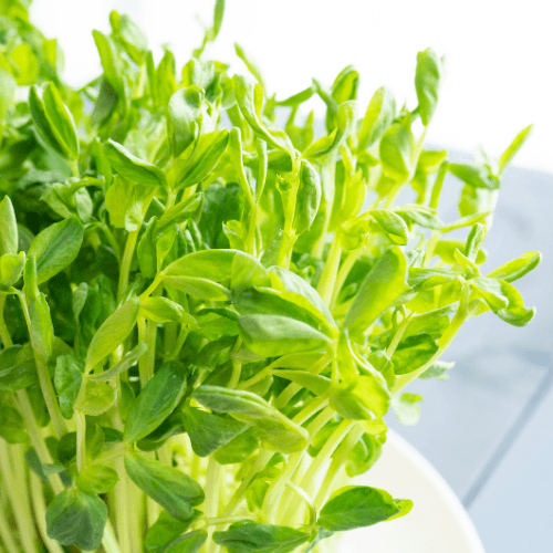 Microgreens Pea Shoots - Castle Valley Farms