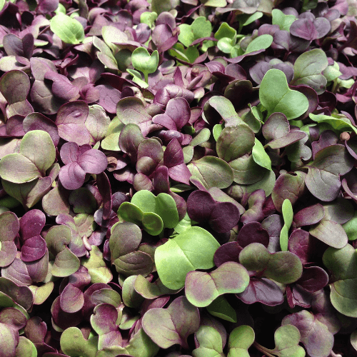 Radish Mix Microgreens - bulk - Castle Valley Farms