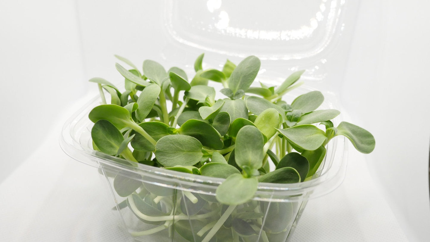 Sunflower Microgreens - Castle Valley Farms