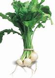 Turnip, Hakurei - Castle Valley Farms