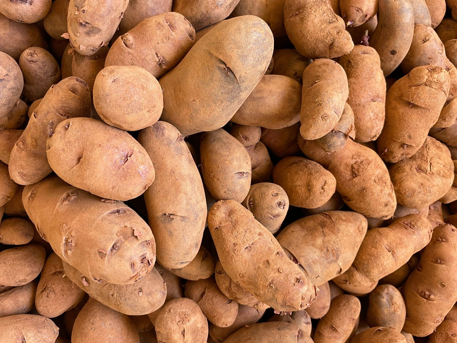 Seed Potatoes - Castle Valley Farms