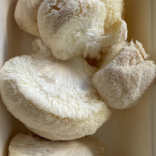 Fresh Lions Mane Mushrooms