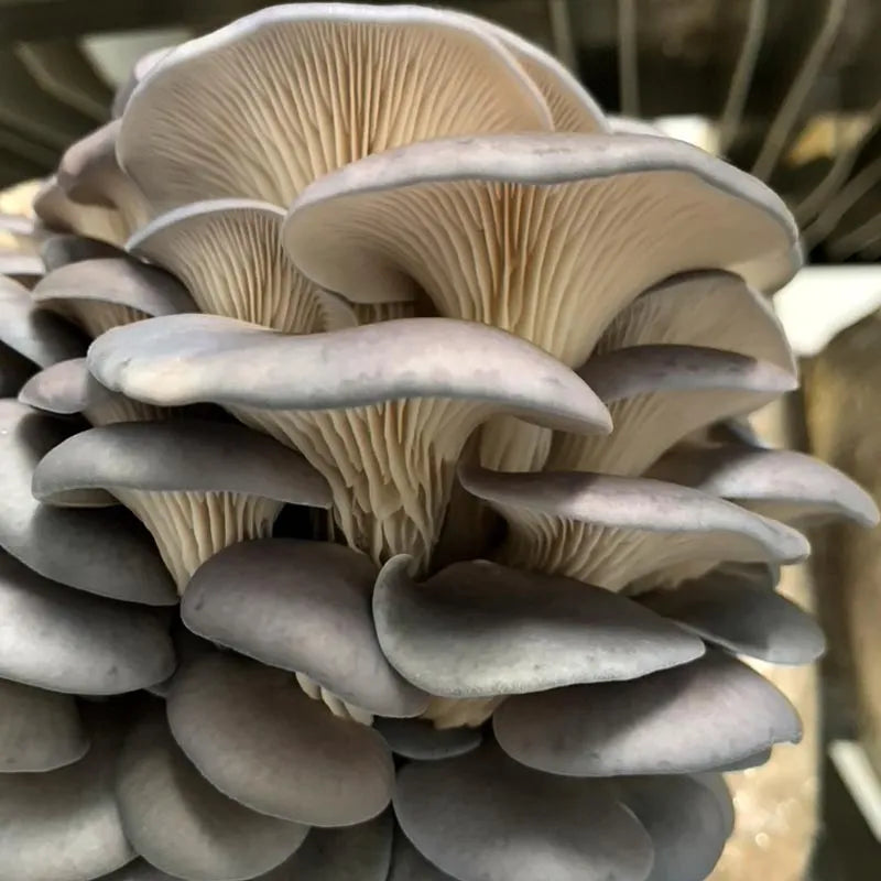 Fresh Oyster Mushrooms