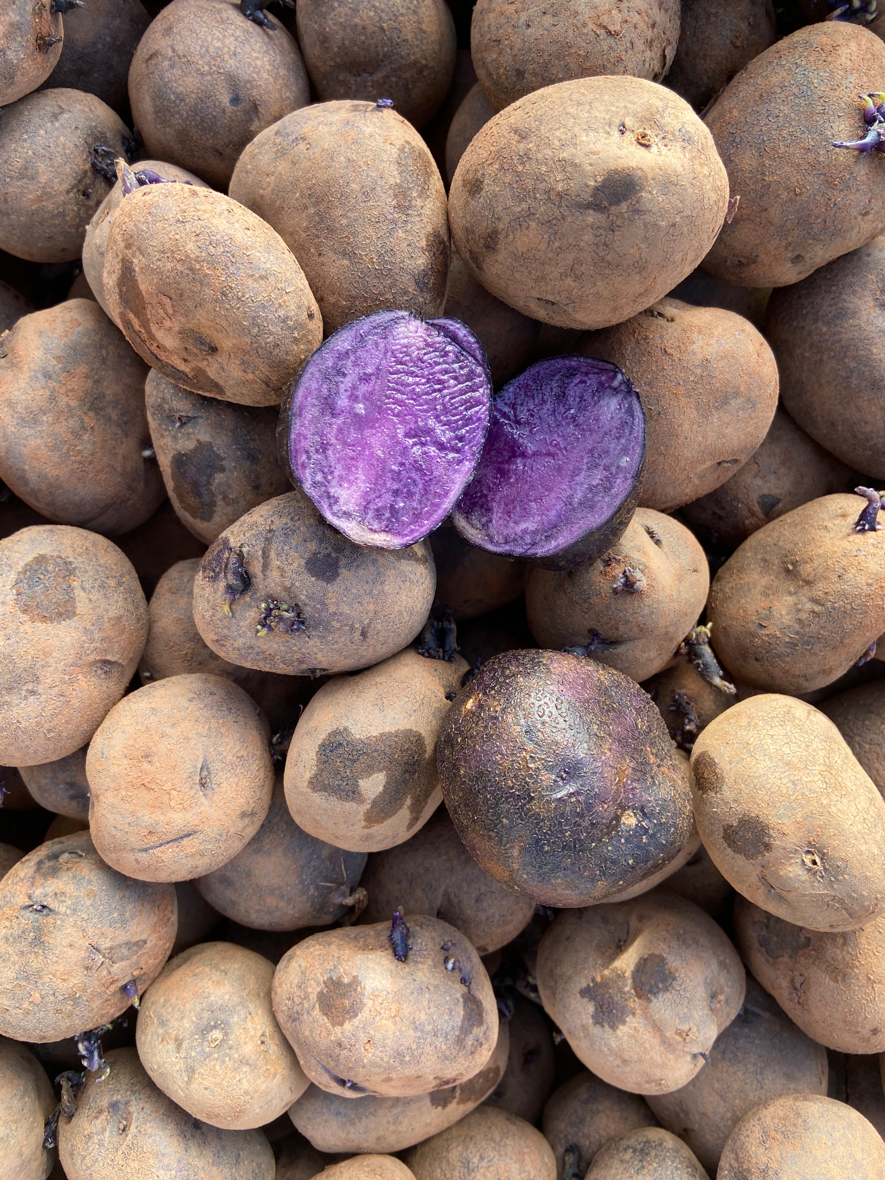 Bora Valley Seed Potatoes (non-commercial)