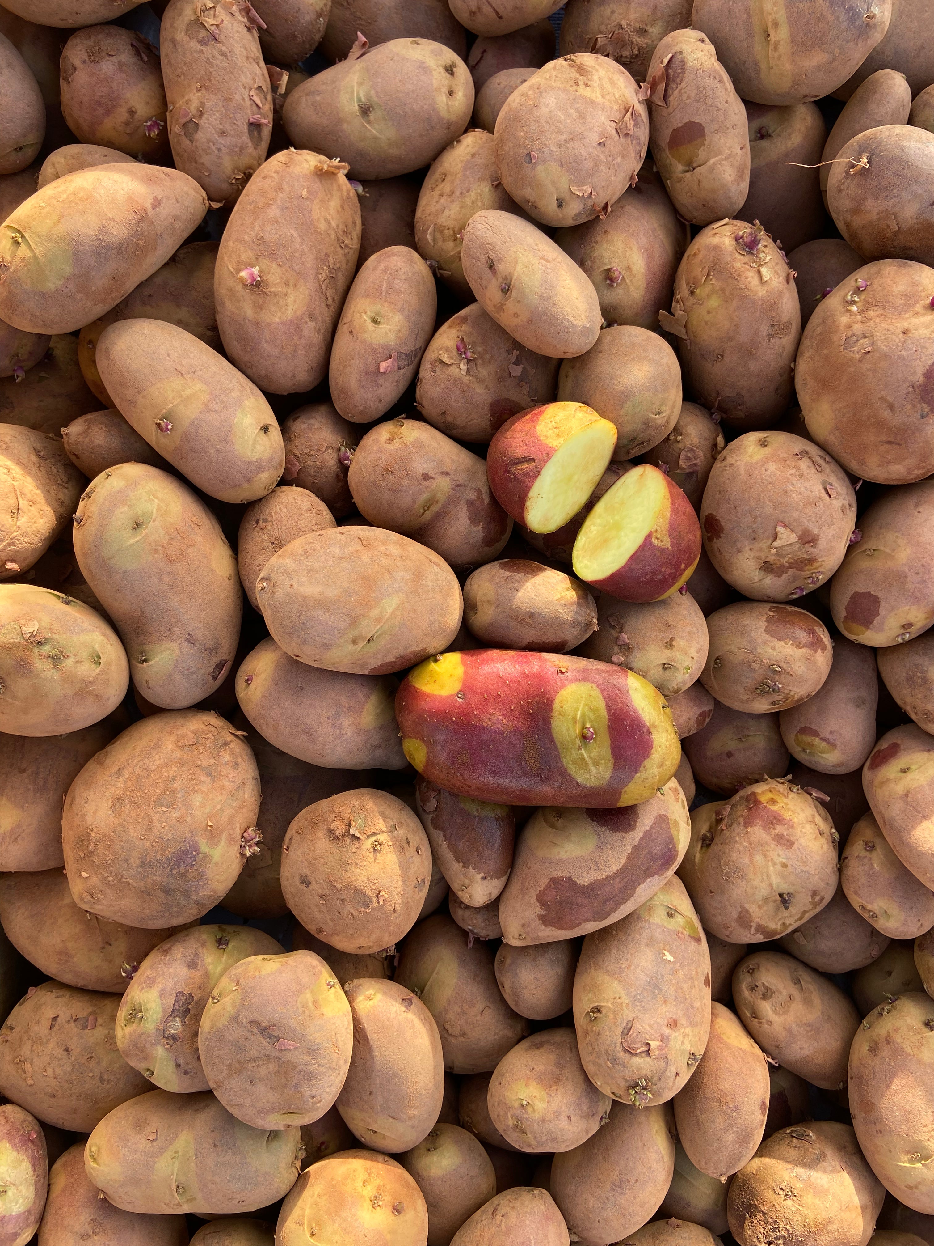 Harlequin Gold Seed Potatoes (non-commercial)