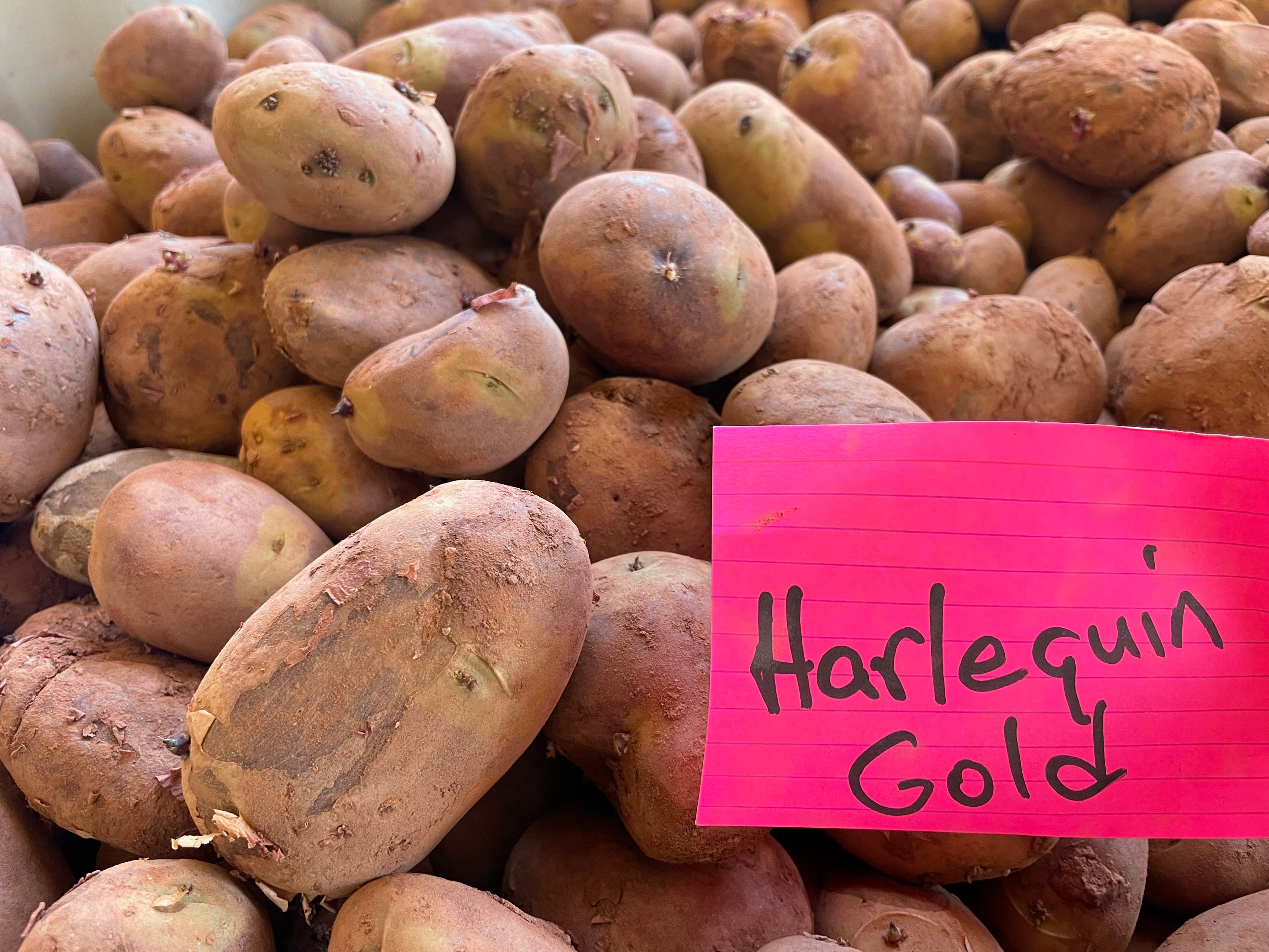 Harlequin Gold Seed Potatoes (non-commercial)