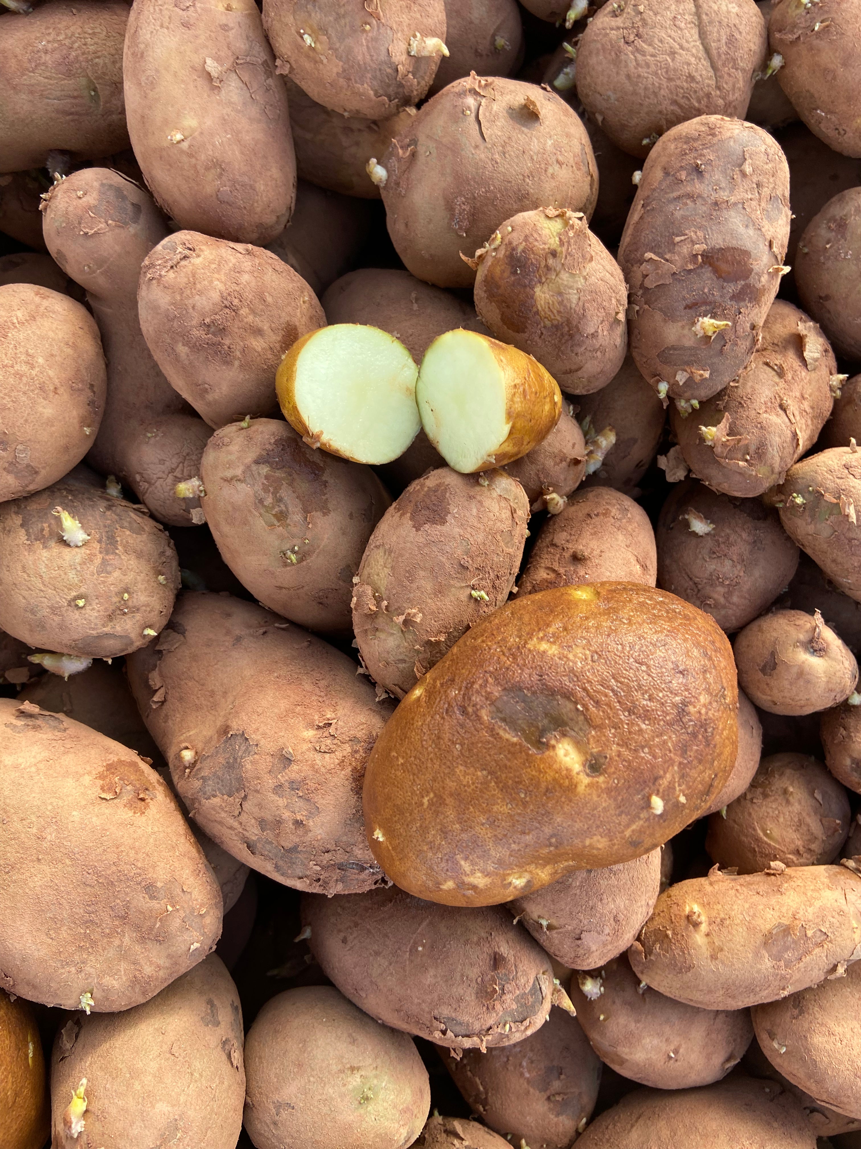 Norkotah Russet Seed Potatoes (non-commercial)
