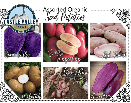 Assorted Organic Seed Potatoes - ADAGRA Fudraiser - Castle Valley Farms