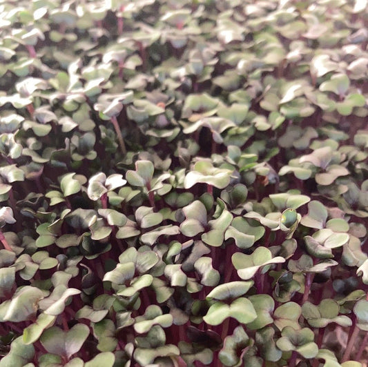 Cabbage Microgreens - Castle Valley Farms