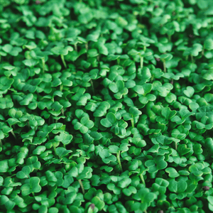 Microgreens Broccoli - Castle Valley Farms