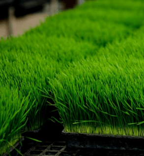 Wheatgrass Tray - Backorder - Local Only - Castle Valley Farms